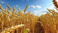 Buğday fiyatları hava şartları nedeniyle yükselişte