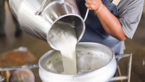 Girdi maliyetleri süt üreticilerini zorluyor