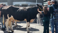 Hollanda’da çiftçiler, inekleriyle meclisi bastı