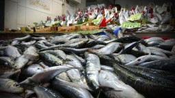 Balık fiyatları ile ilgili flaş açıklama: Ekim ayı...