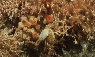 Atlas Okyanusu derinliklerinde  gizlenen 12 yeni canlı türü keşfedildi