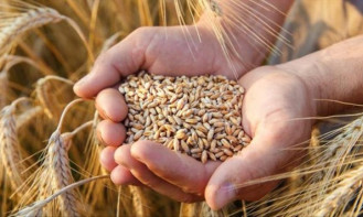 FAO: BM ajansları Türk buğdayı için güçlerini birleştirdi