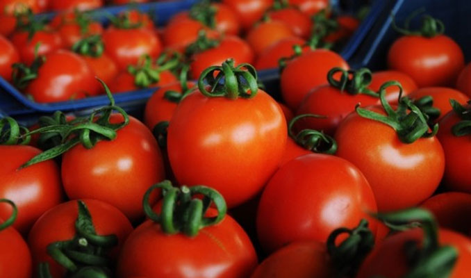 Rusya domates yasağının bitiş tarihini 1 ay öne çekti