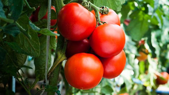Rusya domates alımına karşı buğday şartı getirdi