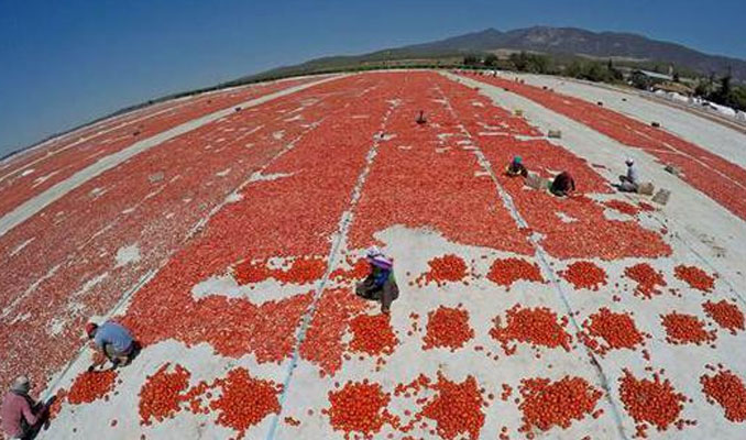Üretici domates fiyatlarından memnun
