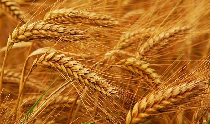 Rus buğdayı ile ilgili Türkiye'den kritik karar