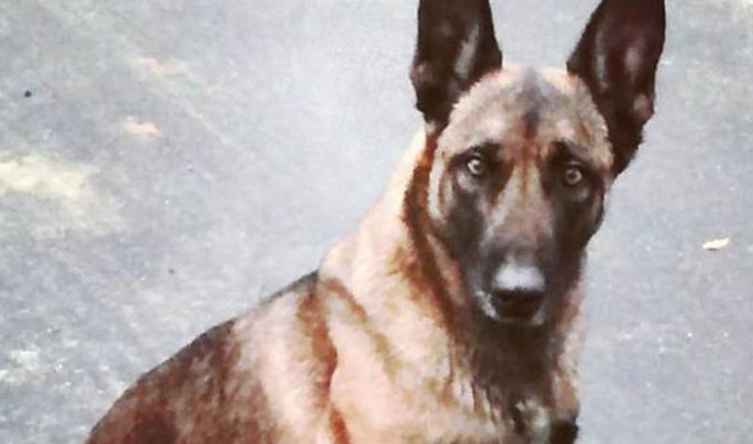 Polis köpeğini ısıran adam tutuklandı