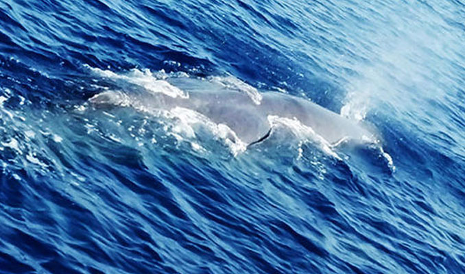 Fethiye'de 10 metrelik balina göründü