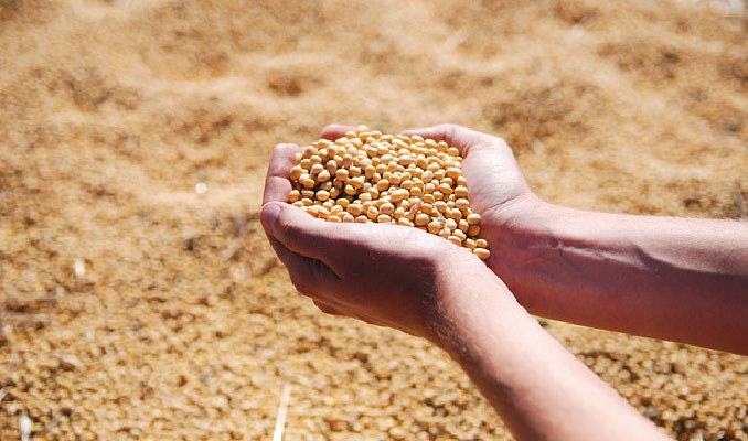 Çin'den ABD soya fasulyesine muafiyet