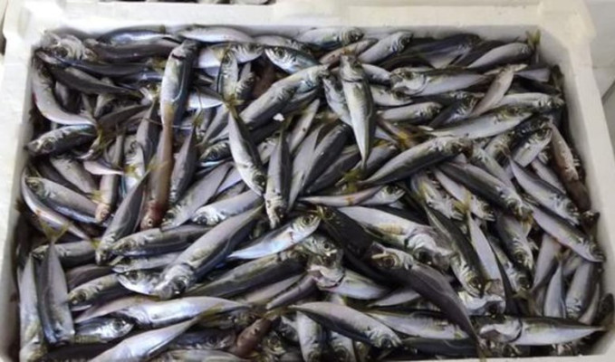 Batı Karadeniz'de balığın azalması tezgaha yansıdı