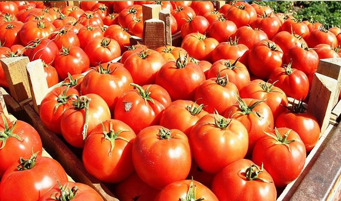 Rusya'dan domates kotasına karşılık et ihracatı talebi