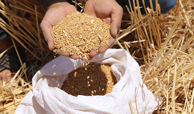 Türkiye, buğdayda kurak seneler için hazırlık yapmalı