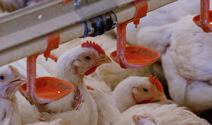 17 milyon tavuk kesildi 1 milyon telef edildi