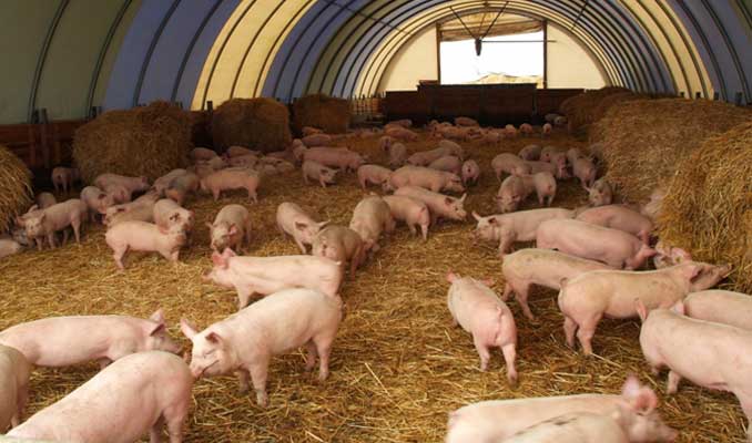 Bulgaristan’da domuz vebası salgını