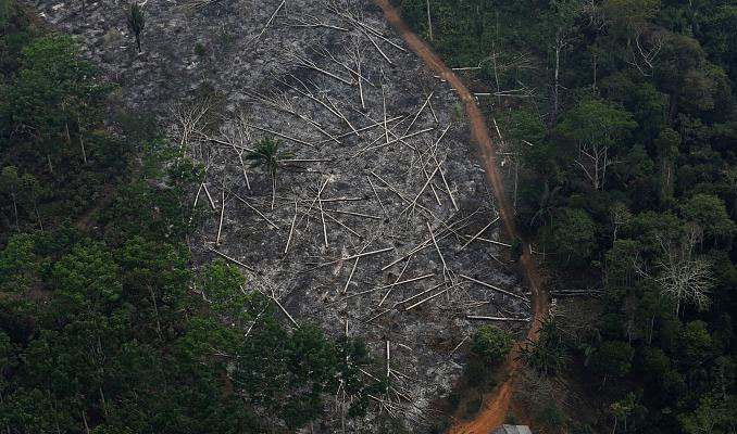 Almanya, Brezilya'ya ödenen Amazon Ormanı desteğini askıya alıyor