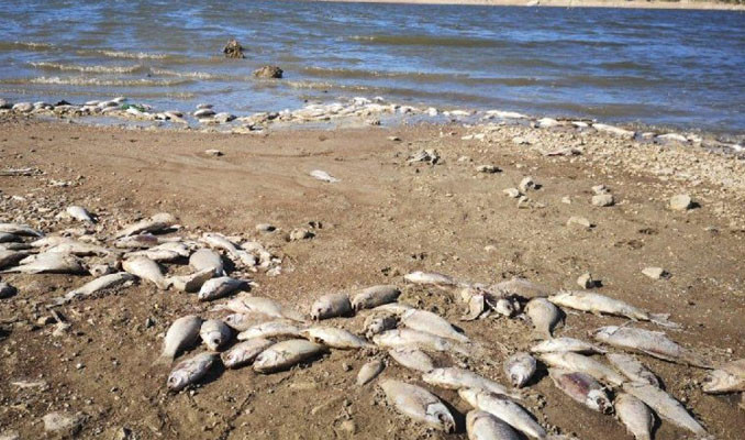 Ölü balıklar yetkilileri harekete geçirdi