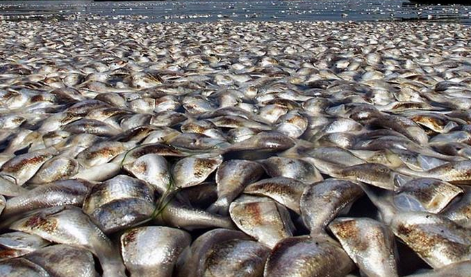 Sıcaklıklar arttı balıklar ölmeye başladı