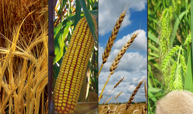 Buğday ve mısır fiyatlarına koronavirüs  etkisi