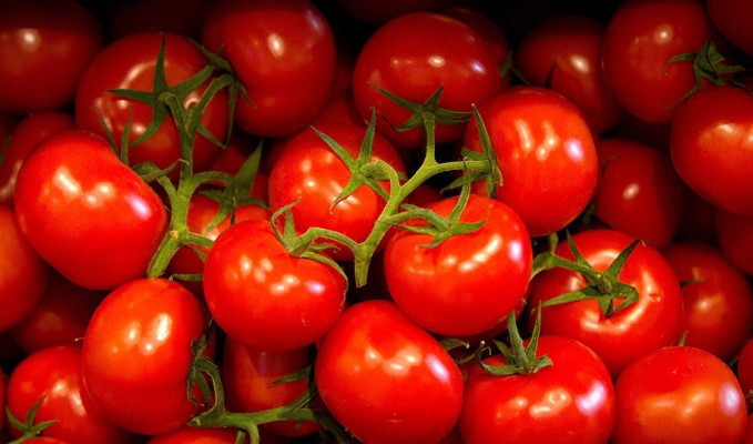 Rusya'ya 150 bin ton domates ihracat kotası doldu