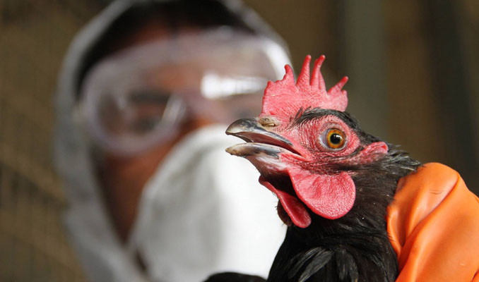 Kuş gribi salgını: 4 binden fazla hayvan telef oldu