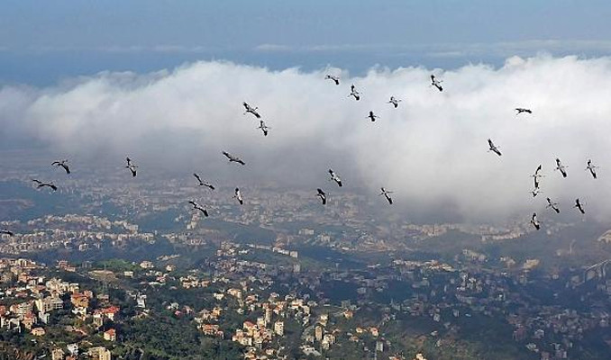 Fransa'da kuş gribi alarmı