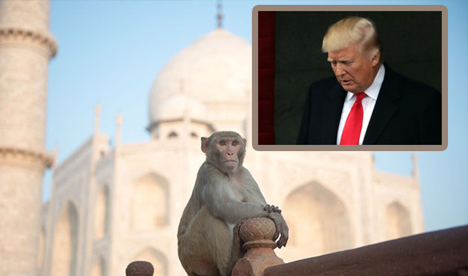 Trump'ın Hindistan ziyaretinde maymunlar şimdiden gündem