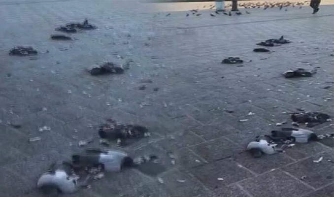 İstanbul'da bir sürücü onlarca güvercini ezerek öldürdü