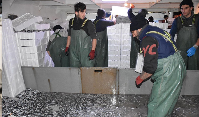 Balıkçılar akın etti: Hamsi 15 liraya düştü 