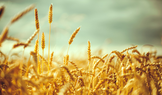 Buğday fiyatları üç haftanın zirvesinde