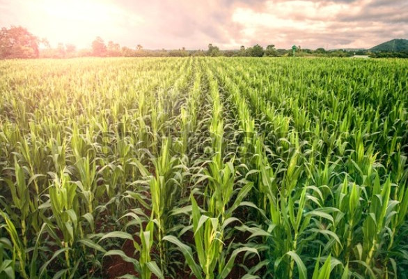 Mısır ve soya fasulyesi fiyatlarında yükseliş sürüyor