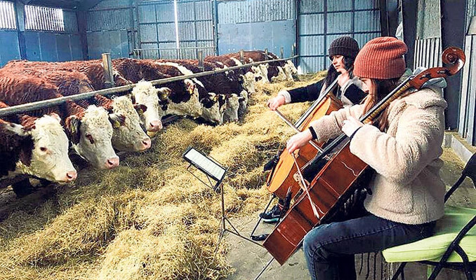 Danimarka’da ineklere klasik müzik konseri