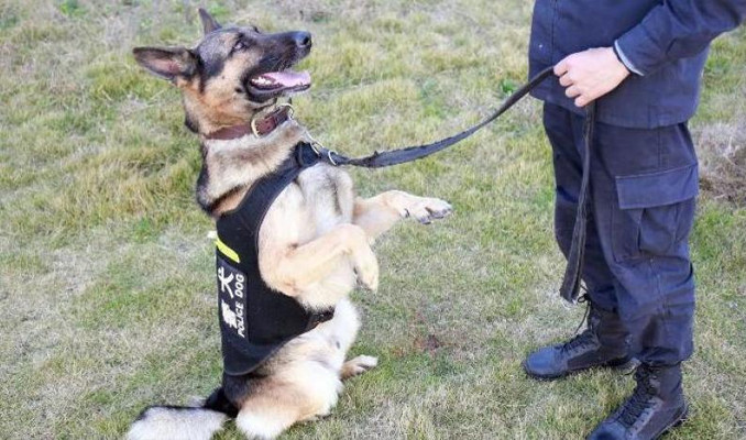 Polis korkak köpekleri açık artırma ile satıyor
