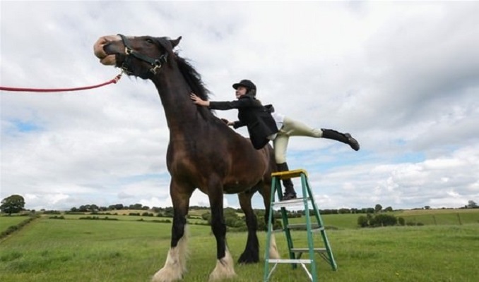 'Dünyanın en uzun boylu atı' Big Jake öldü