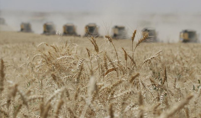 Buğday üretiminde kuraklık tehdidi! Gıda fiyatları artar mı