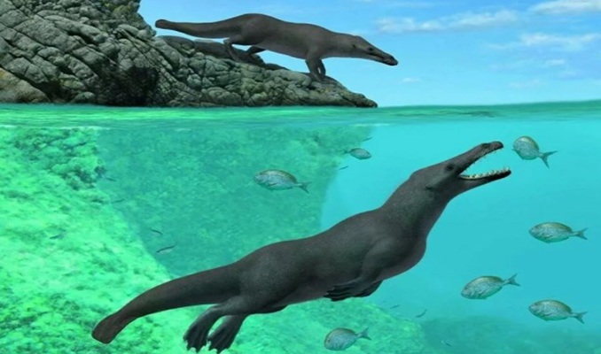 Dört ayaklı balina fosili keşfedildi