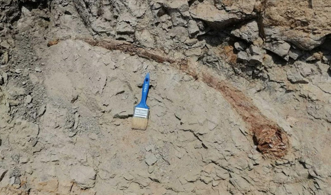 17 milyon yıllık fil dişi fosili bulundu