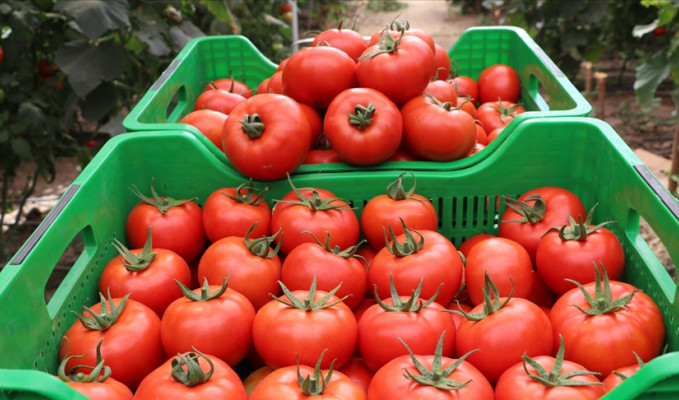 Rus denetçiden Türkiye'ye virüslü domates uyarısı