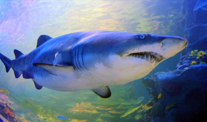 Kolombiya’da 3 bin 493 köpekbalığı yüzgecine el konuldu