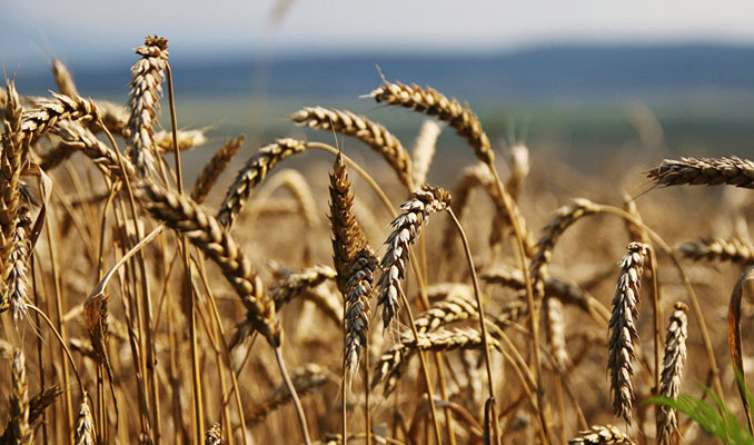 Avrupa'da buğday fiyatları son 3 ayın en düşük seviyesinde