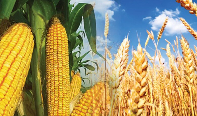 Buğday ve mısır 2022'ye yükselişle başladı