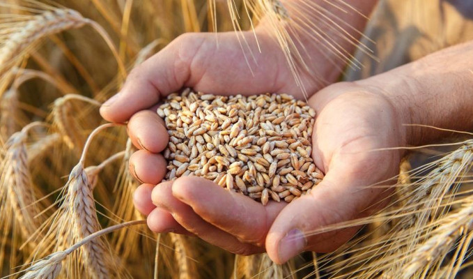 Ukrayna Rusya gerginliği tahıl fiyatlarını yükseltti
