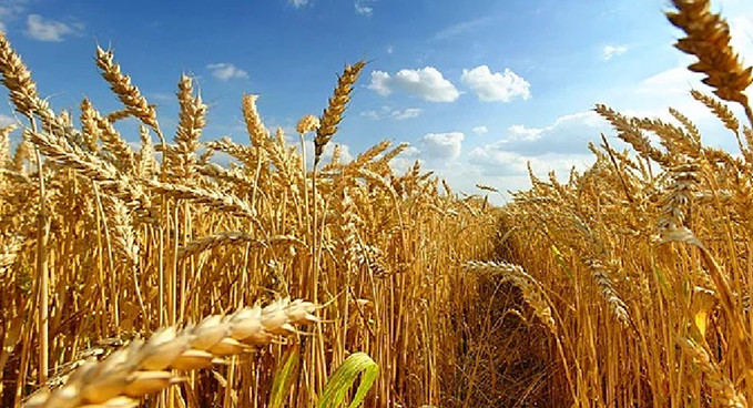 Rusya ve Ukrayna’dan olumlu sinyaller geldi, Buğday fiyatları geriledi
