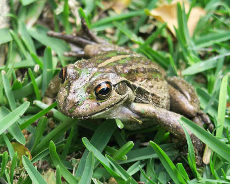 Avustralya'da gizemli kurbağa ölümleri