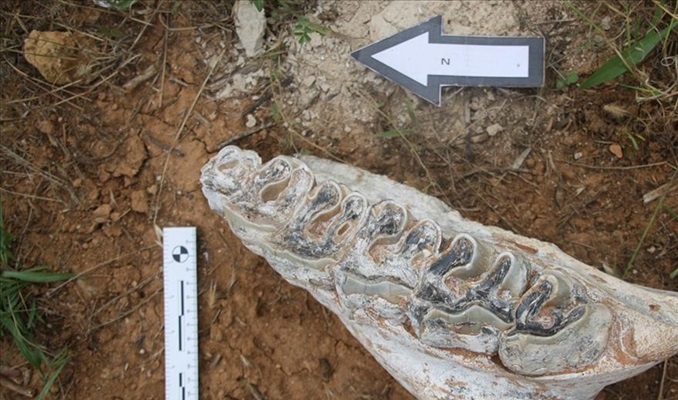 Denizli'de milyonlarca yıllık hayvan fosilleri