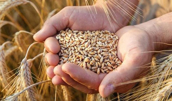 TUSAF, buğdayda açıklanan fiyattan memnun