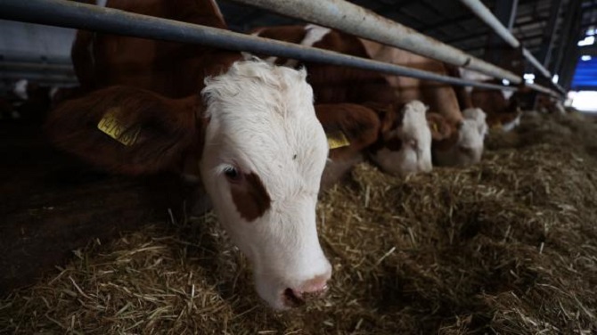 Et ve Süt Kurumu'nun, sözleşmeli besicilik destekleme ödemeleri belli oldu