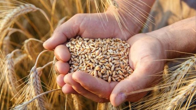 FAO: BM ajansları Türk buğdayı için güçlerini birleştirdi
