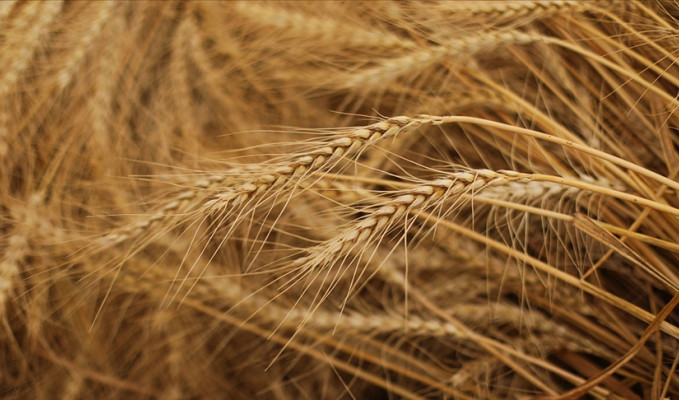Avrupa’da buğday fiyatları geriledi