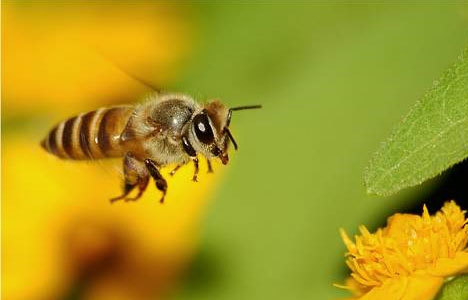 Mafya artık arıları öldürüyor