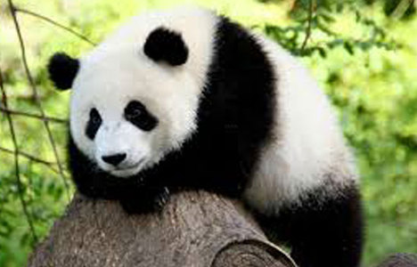 Çin'in milli hazinesi panda